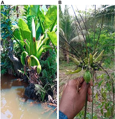 Finding food in the hunger season: A mixed methods approach to understanding wild plant foods in relation to food security and dietary diversity in southeastern Madagascar